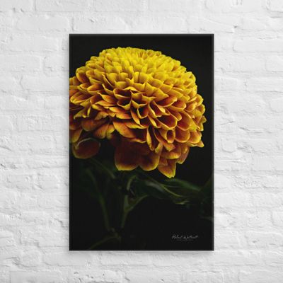 Yellow Dahlia flower on canvas print