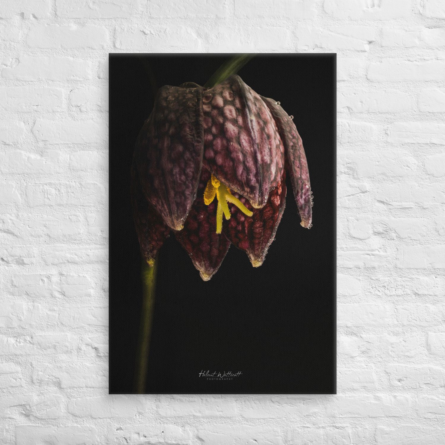 Fritillaria Meleagris flower closeup Canvas Print