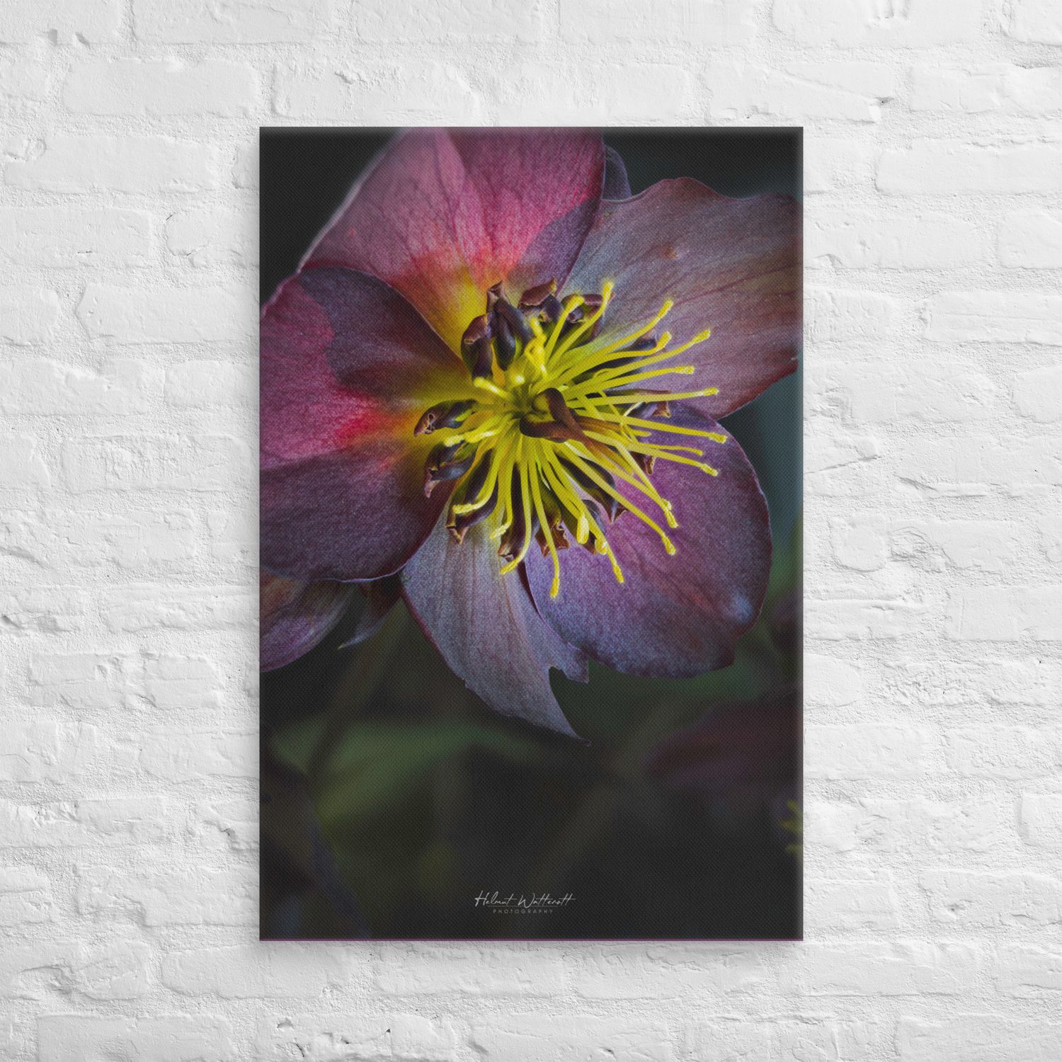 Hellaborus - Star of Passion Canvas Print