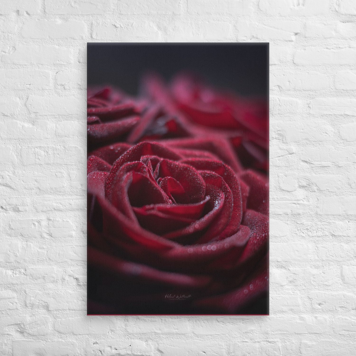 Rose with dew drops closeup Canvas Print