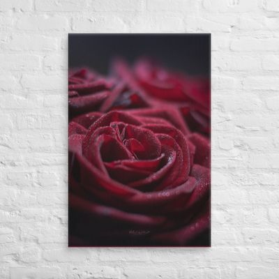 Rose with dew drops closeup Canvas Print