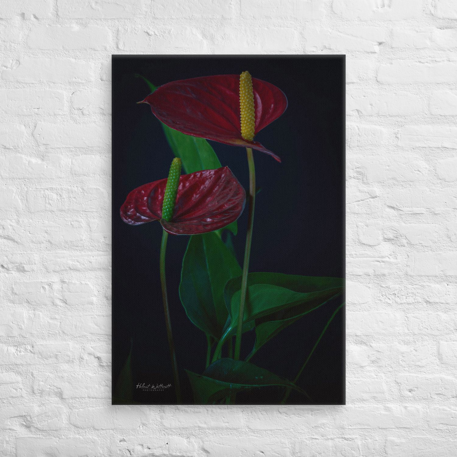 Red Anthurium Flower Canvas Print