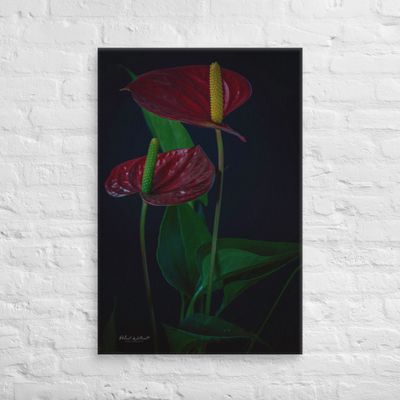 Red Anthurium Flower Canvas Print