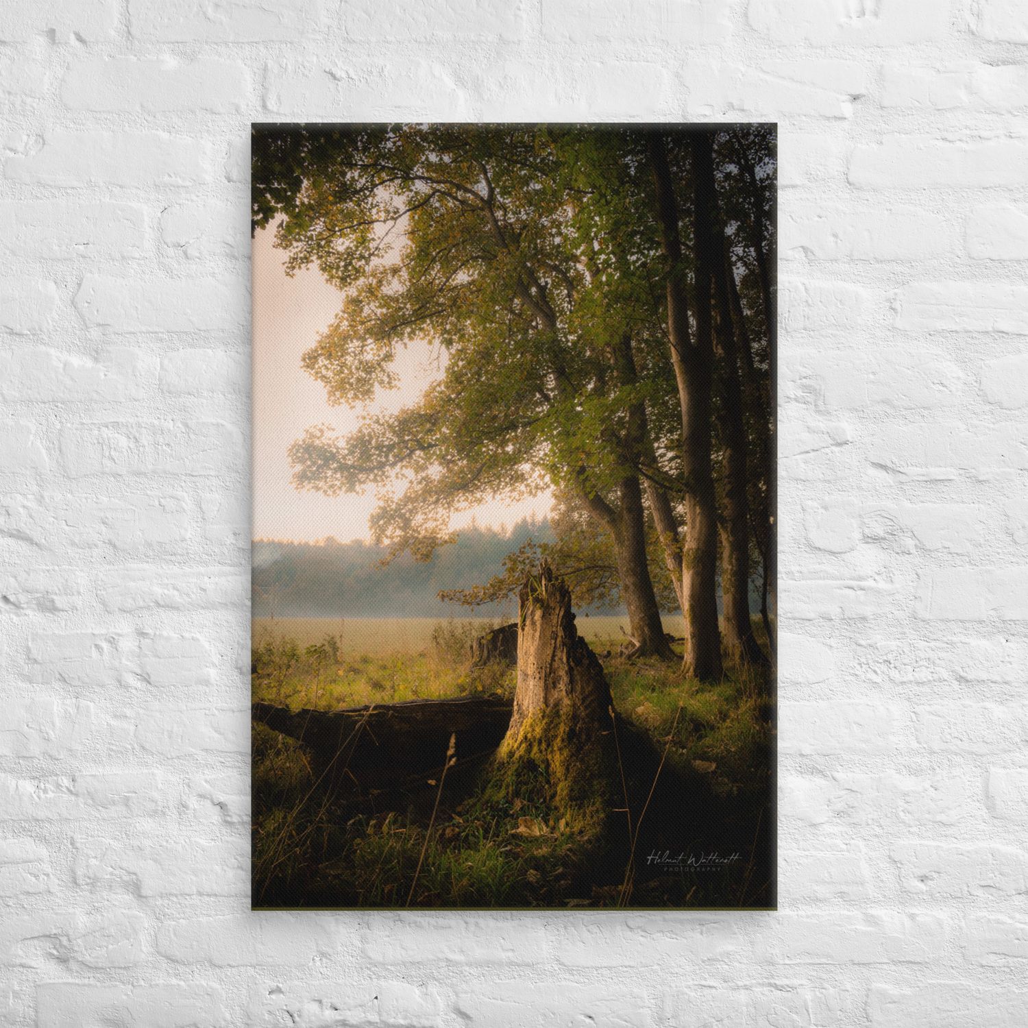 Misty Moody golden hour forest Canvas Print