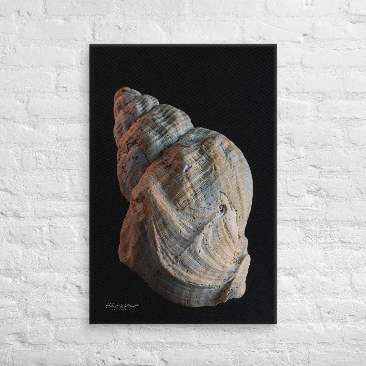 Focus Stacked photo of a seashell on canvas