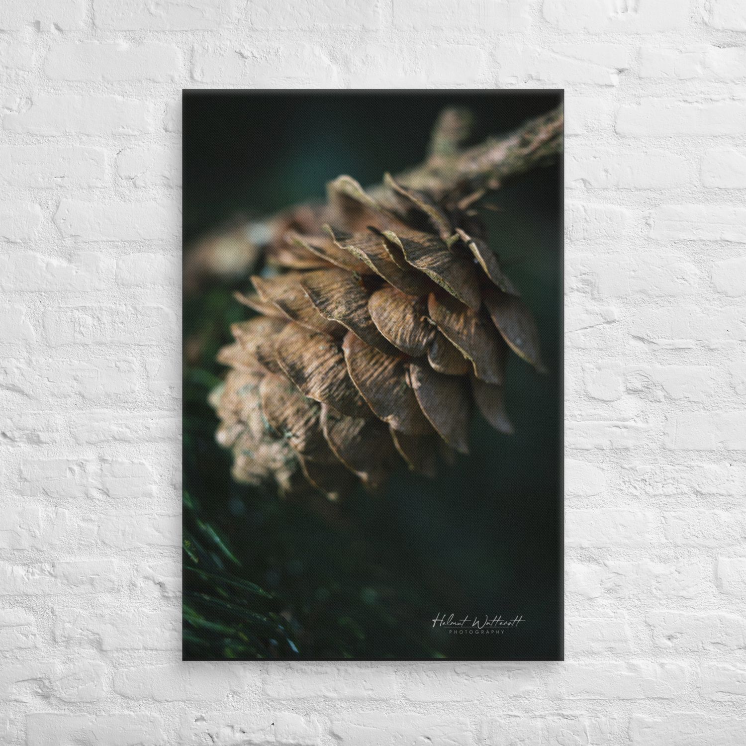 Pine cone Canvas Print