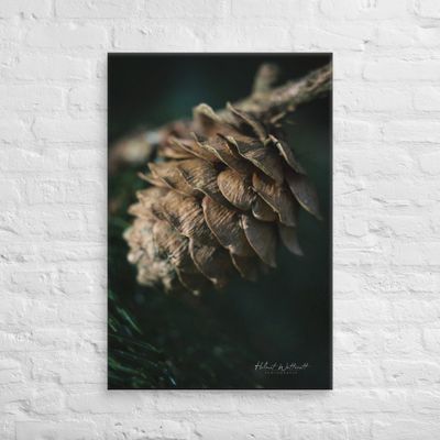 Pine cone Canvas Print