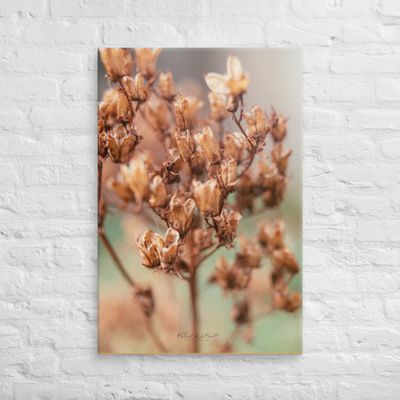 Dry Spring plant abstract Canvas Print