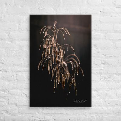 Decorative Sepia tone grass with dew drops Canvas Print