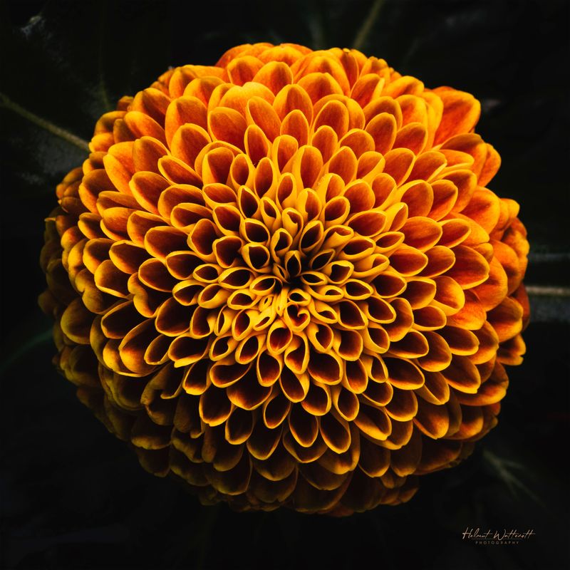 High resolution flower on canvas wall art prints