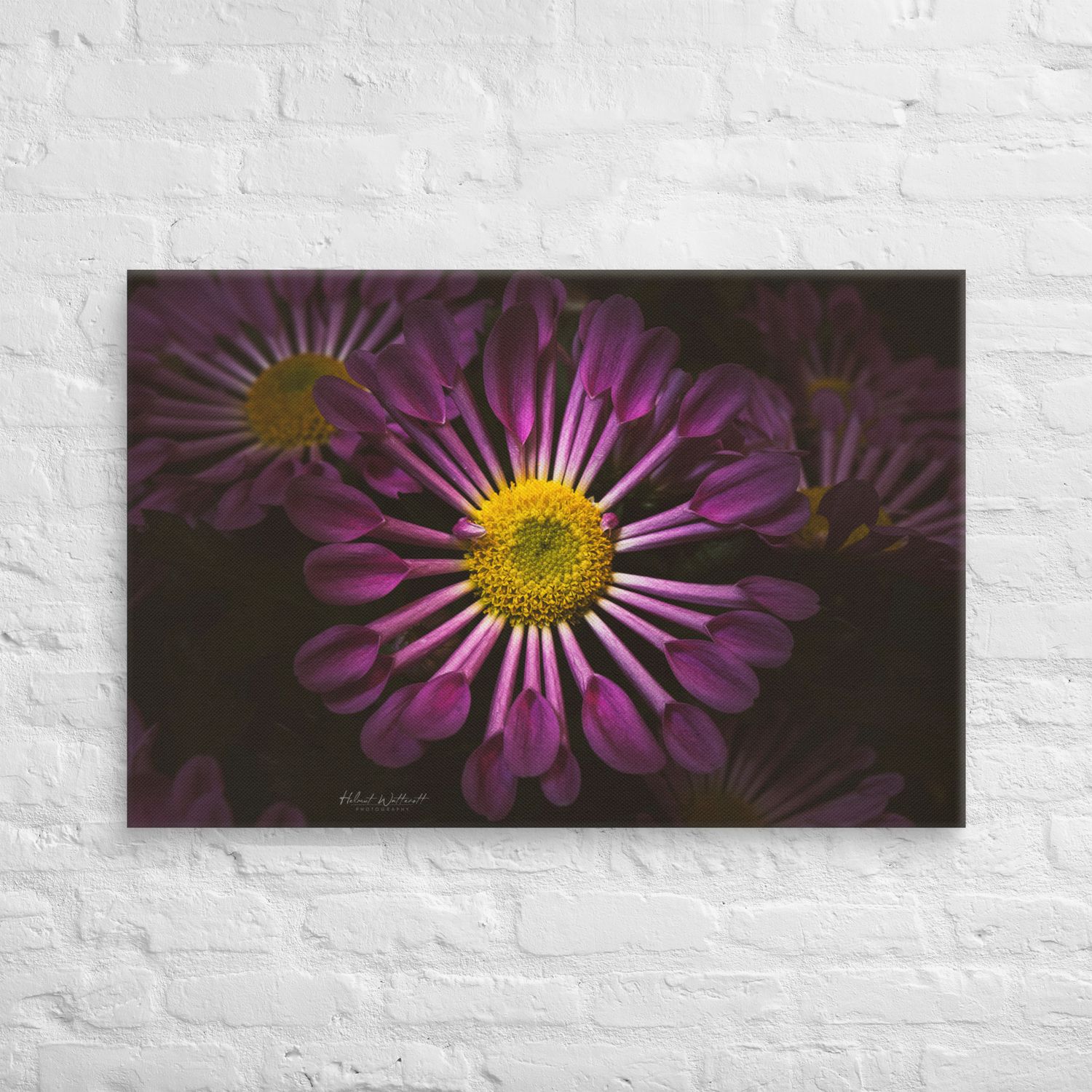Chrysanthemum Flower Canvas Print Wall Art