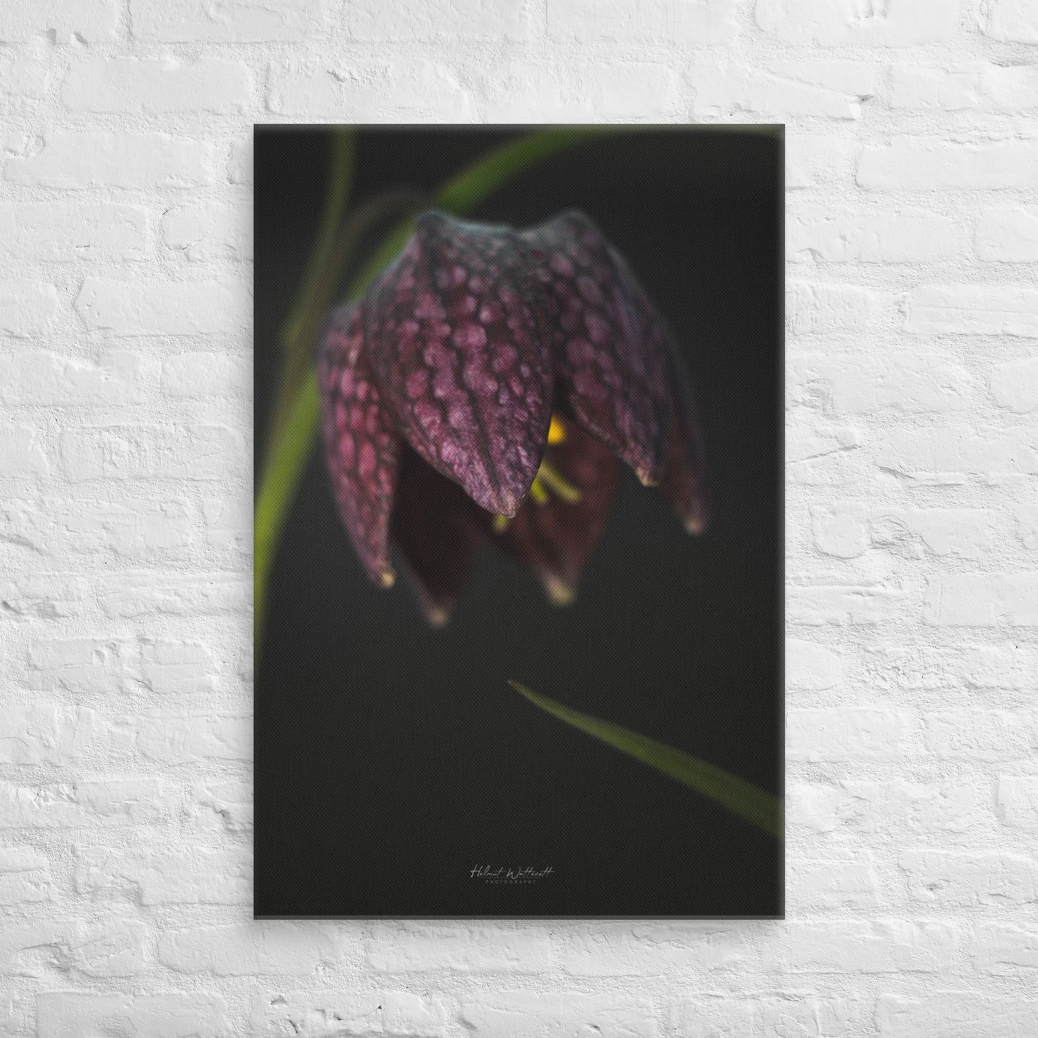 Fritillaria Meleagris flower Canvas Print Wall Art