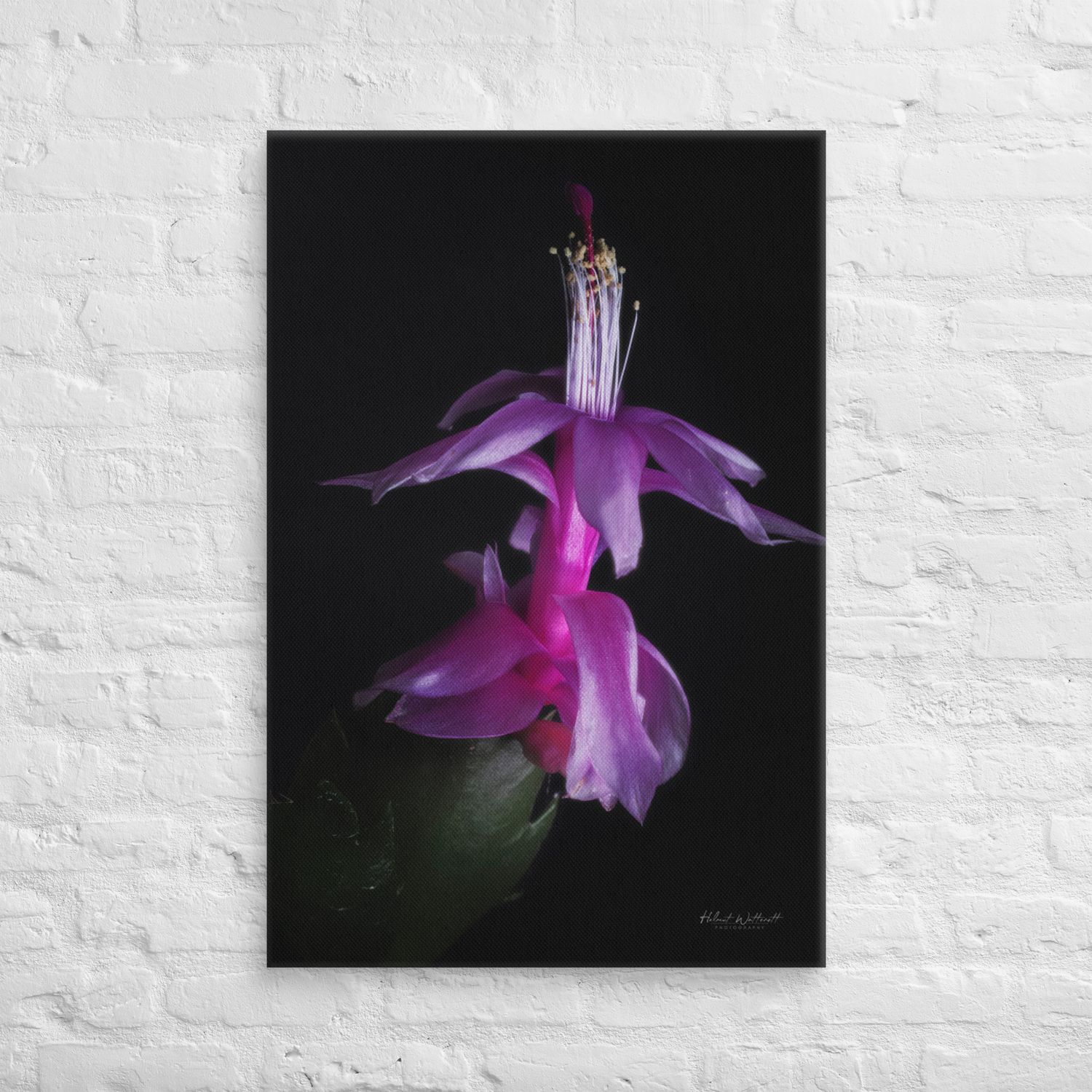 Schlumbergera flower wall art Canvas Print