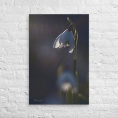 Snowdrops in sunlight wall art Canvas Print