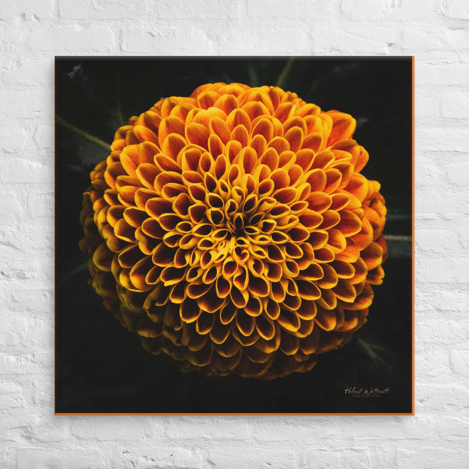 Dahlia wall art Canvas Print square