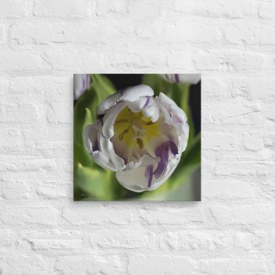 Focus stacked white and purple tulip wall art Canvas Print