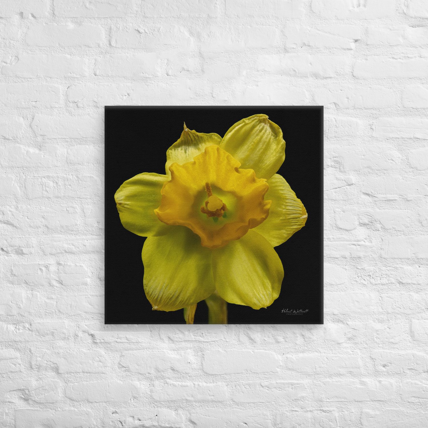 Yellow Daffodil focus stacked wall art Canvas Print
