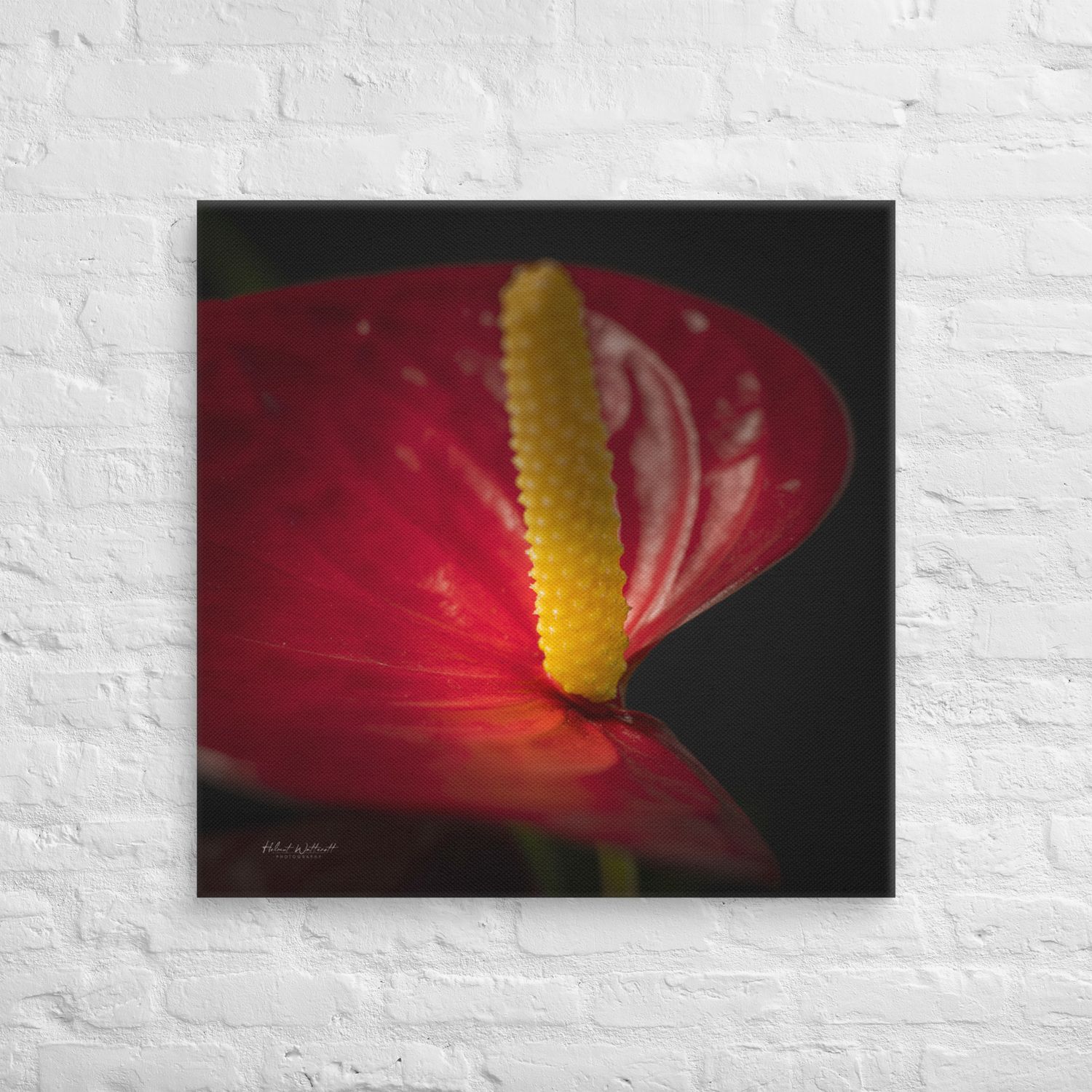 Anthirium Red Peace Lily wall art Canvas Print