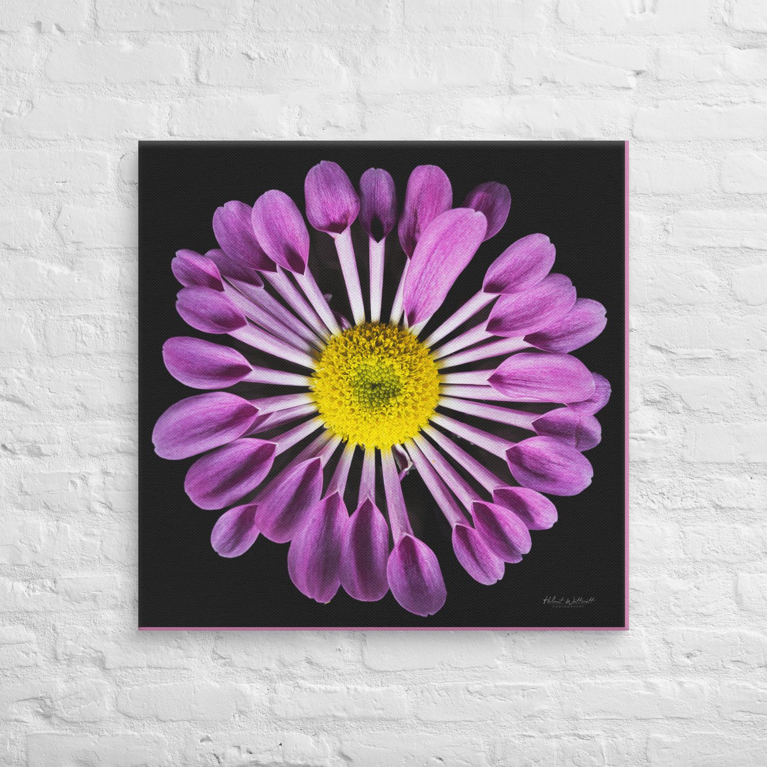 Spoon Chrysanthemum wall art Canvas Print