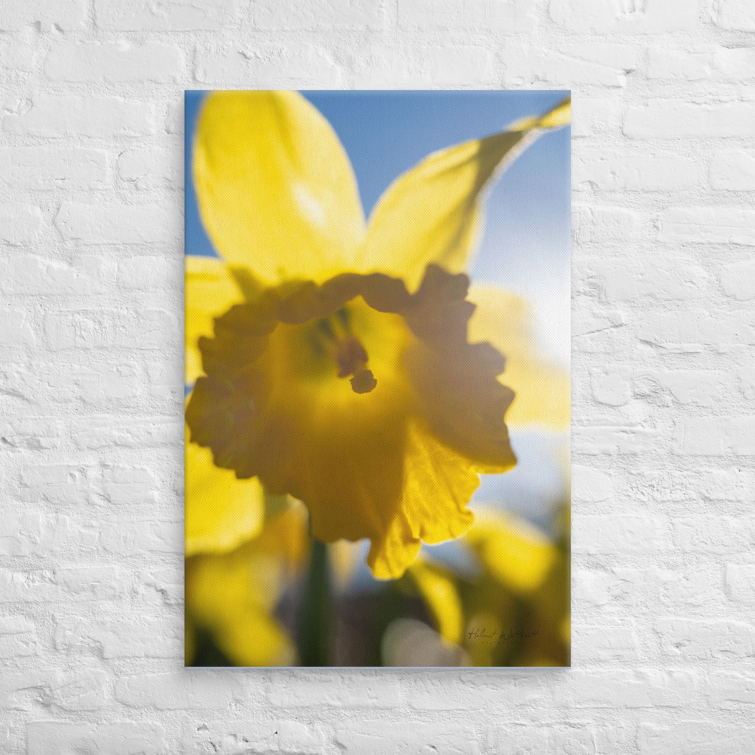 Daffodil in sunlight wall art Canvas Print
