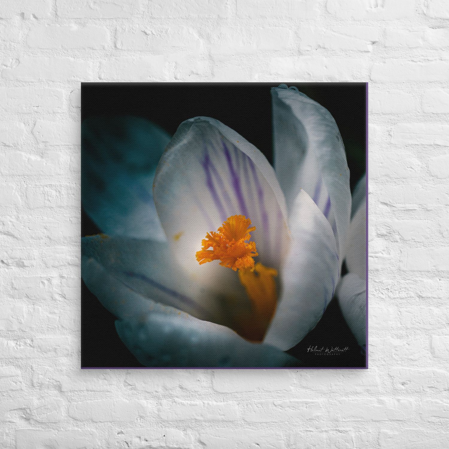 Whote and purple Crocus macro photo wall art Canvas Print