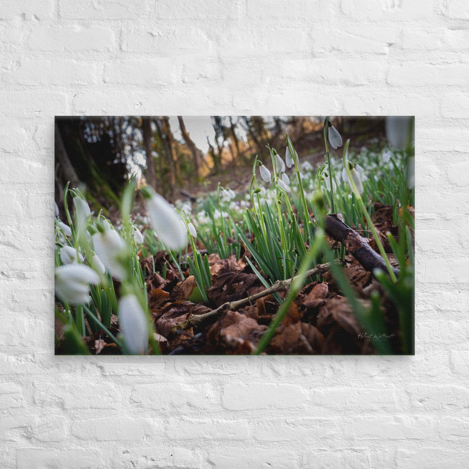 Field of Snowdrops wall art Canvas Print