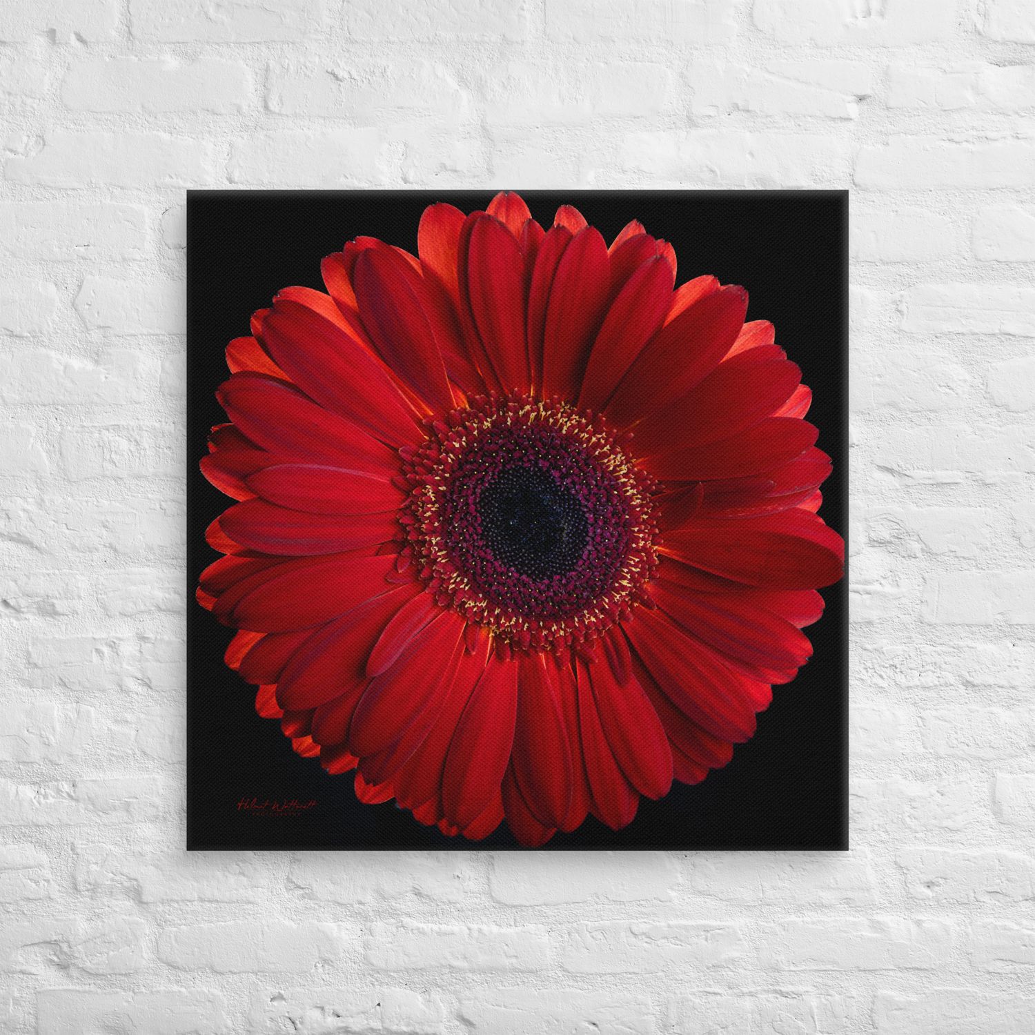 Red Gerbera Daisy flower wall art Canvas Print