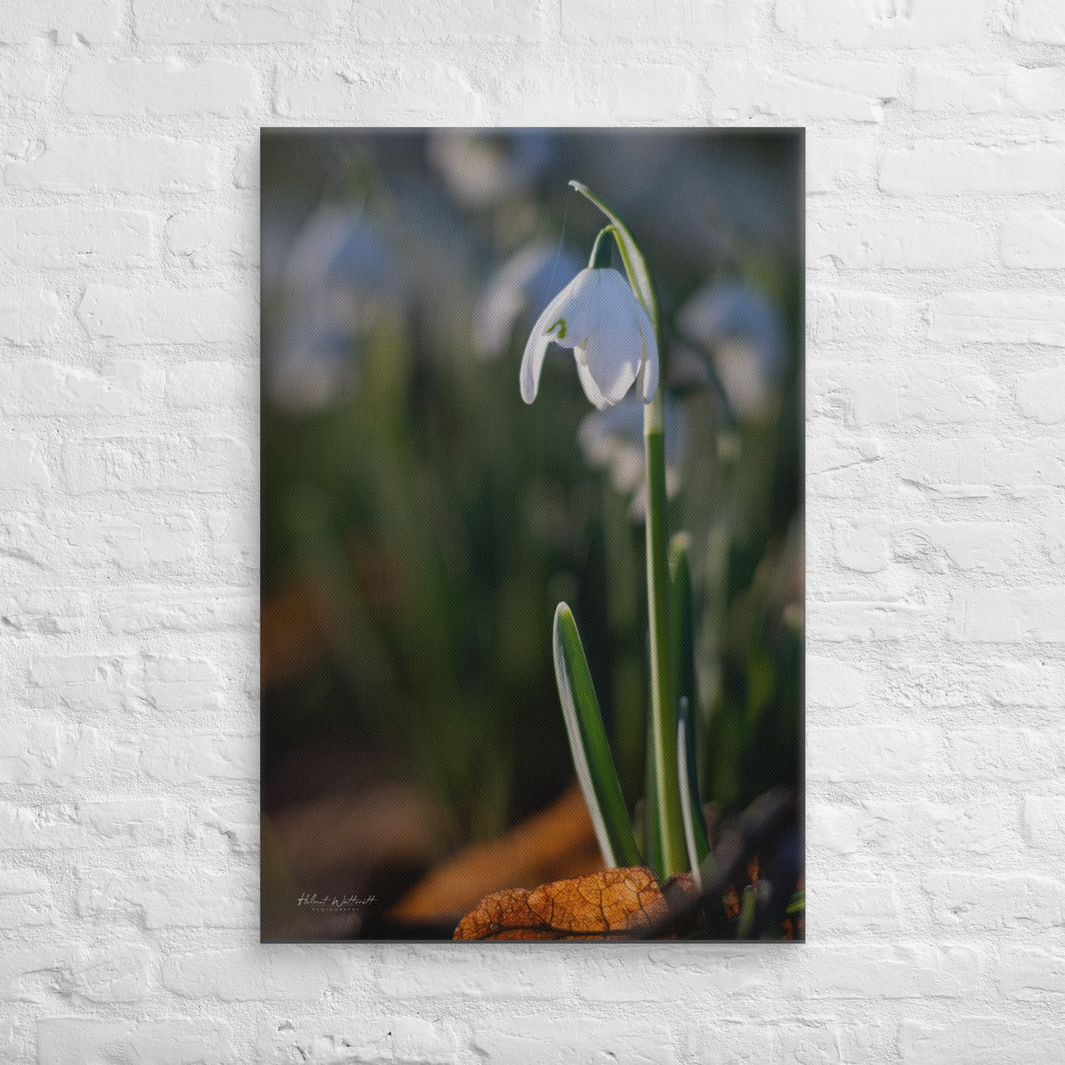 Snowdrop flower in morning sunlight wall art Canvas Print


