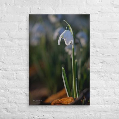 Snowdrop flower in morning sunlight wall art Canvas Print

