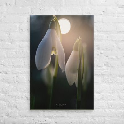 Sun backlit Snowdrops wall art Canvas Print


