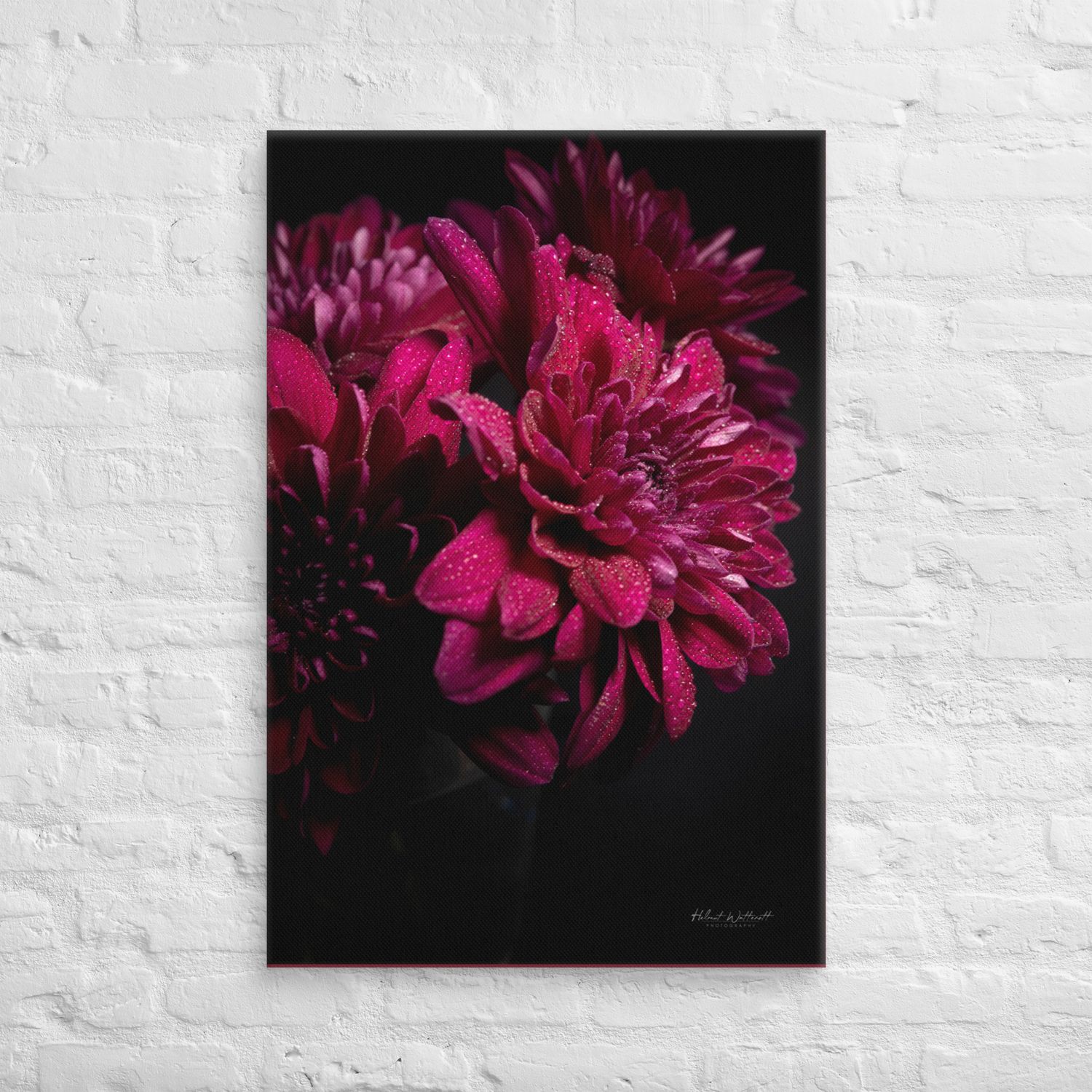 Burgundy chrysanthemum flowers with dew drops wall art Canvas Print