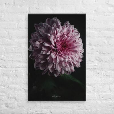 White and red Dahlia flower wall art Canvas Print