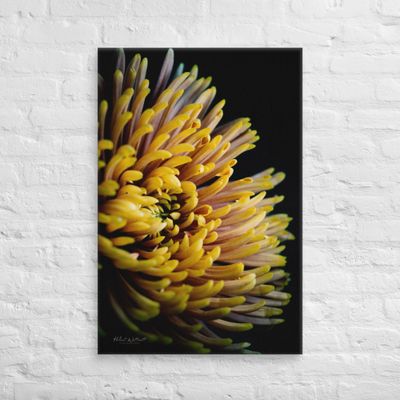 Yellow Chrysanthemum Saffina wall art Canvas Print