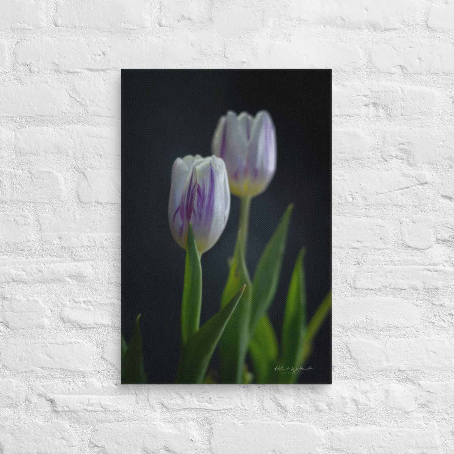 Stacked Wite and Purple Tulips wall art Canvas Print