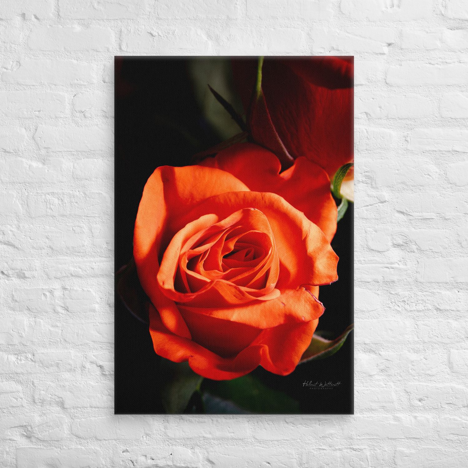 Moody glowing Rose Wall Art Canvas Print