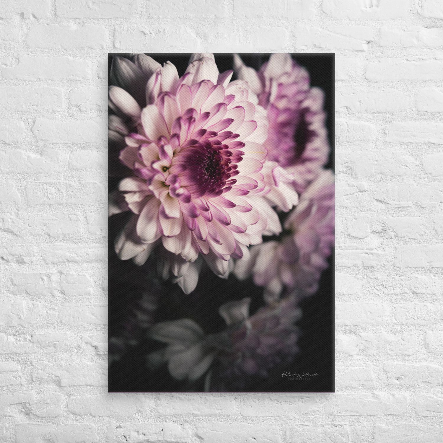 White and dark crimson Chrysanthemum flower wall art Canvas Print