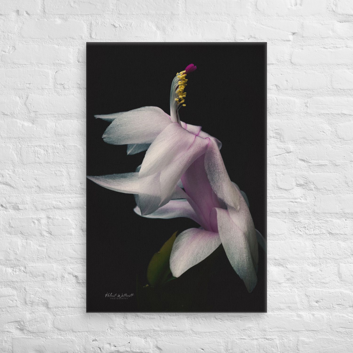 Schlumberger Christmas Cactus flower wall art Canvas Print