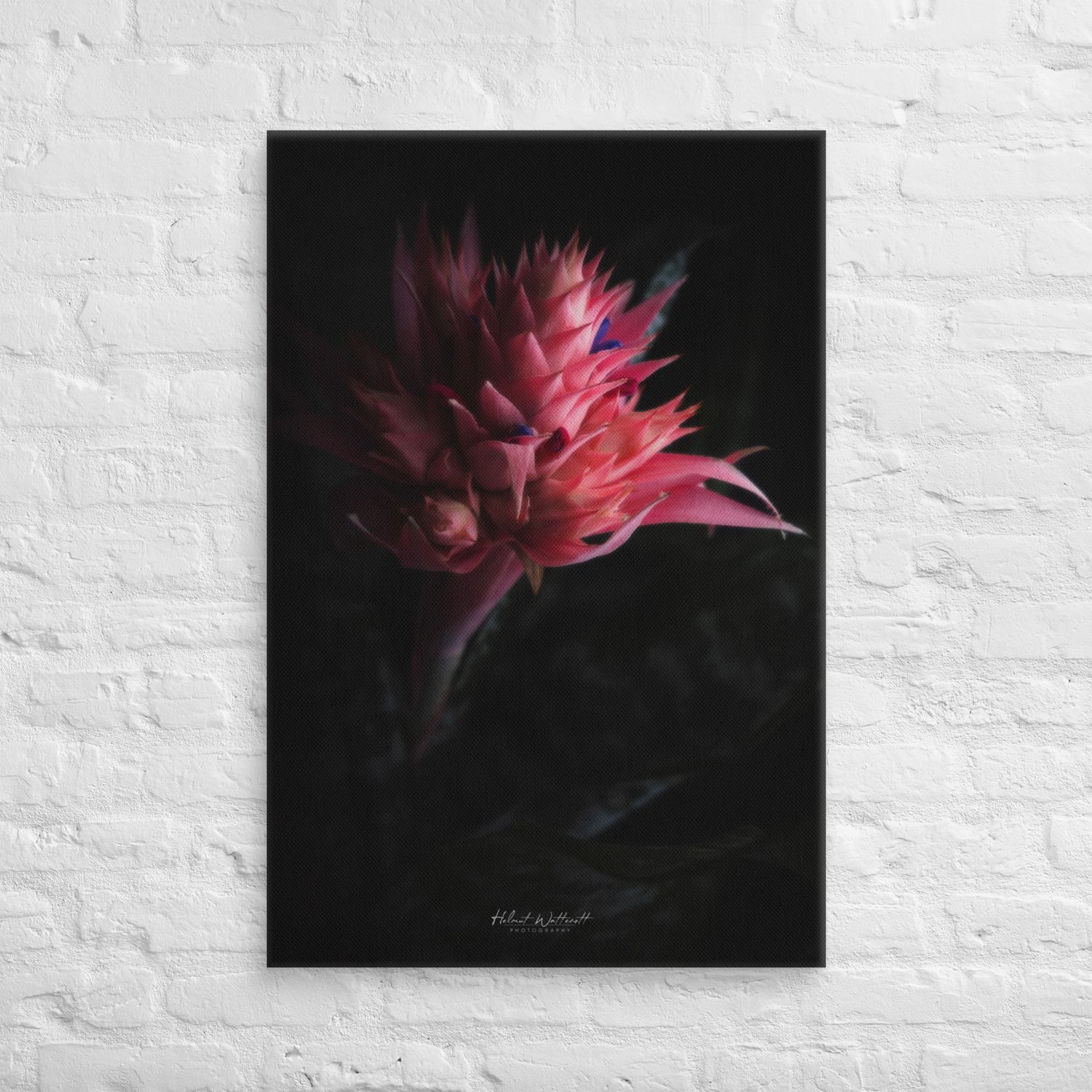 Large Aechmea flower wall art Canvas Print