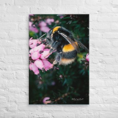 Bumblebee on Heather macro photo wall art Canvas Print