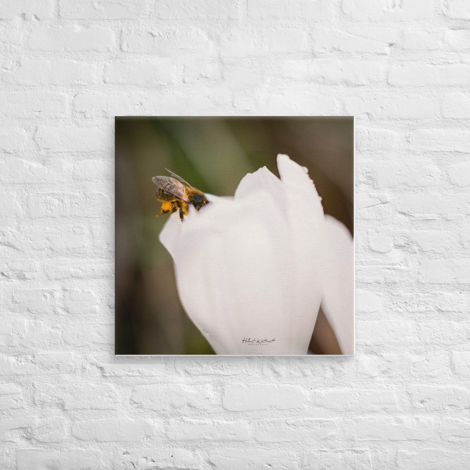 Bee on Crocus flower wall art Canvas Print