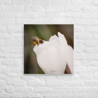 Bee on Crocus flower wall art Canvas Print