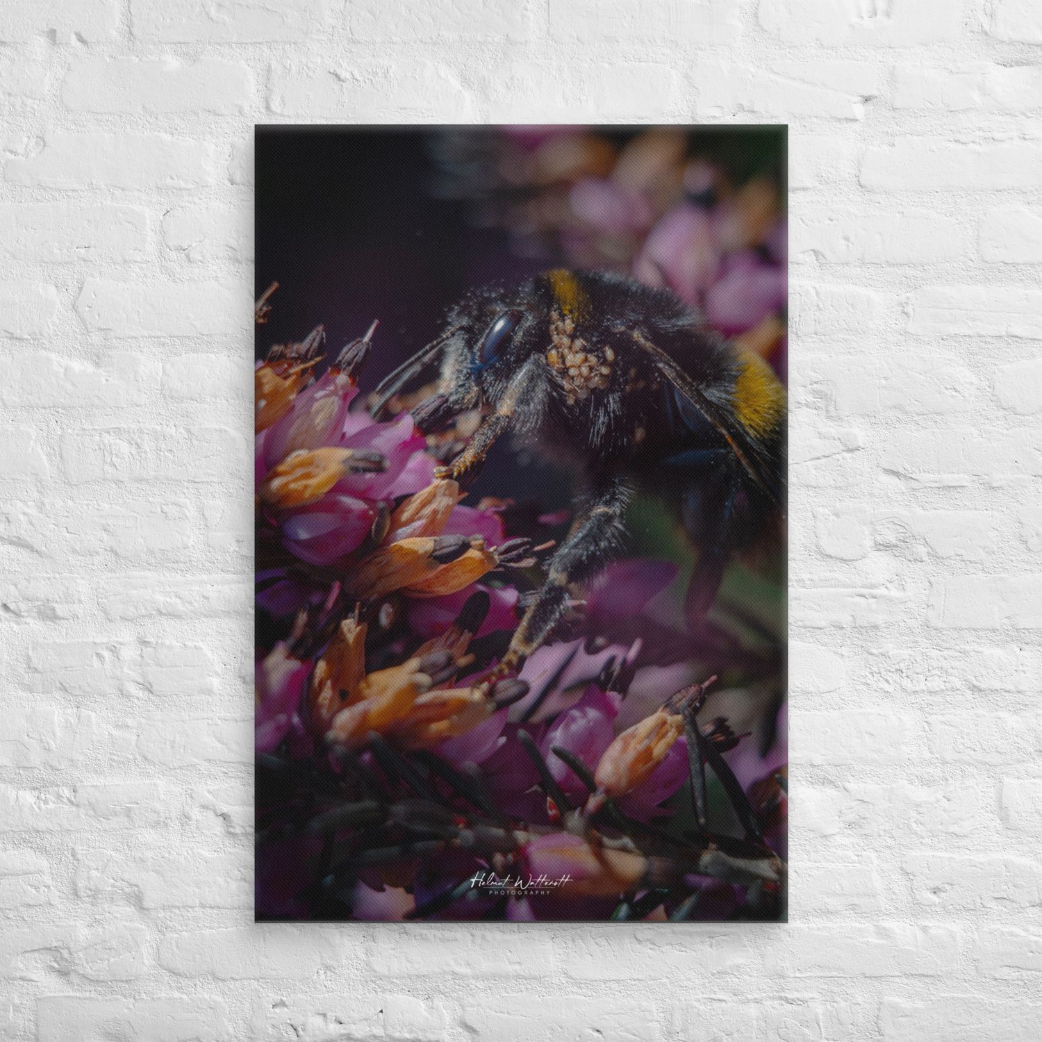 Bumblebee on Heather bloom macro photo wall art Canvas Print