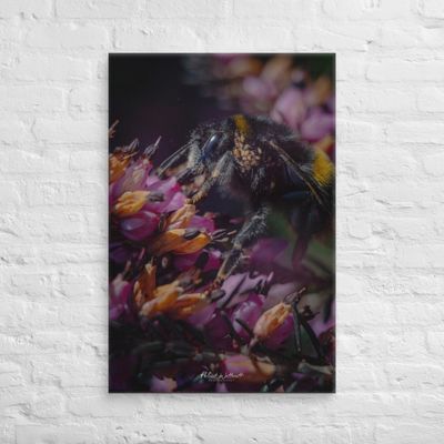 Bumblebee on Heather bloom macro photo wall art Canvas Print