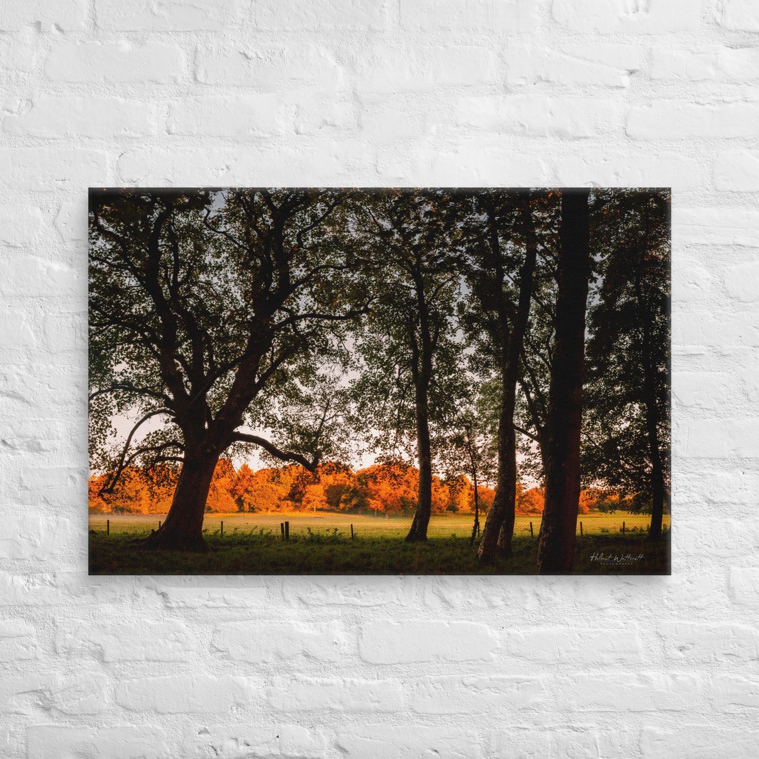 Trees in Autumn silhouette, golden colours at Ardgowan Estate Wall Art Canvas Print