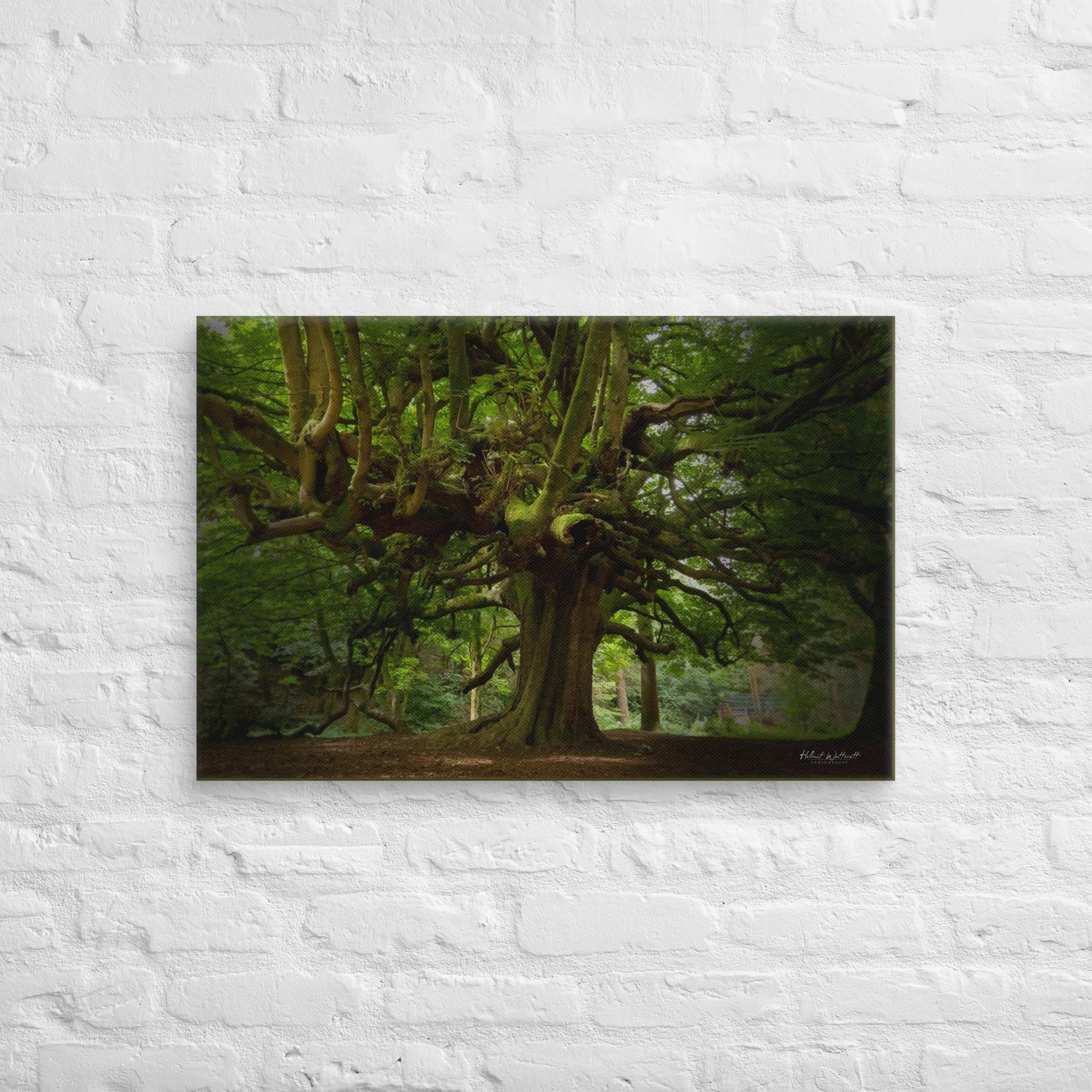 Old Tree at Finlastone Estate wall art Canvas Print