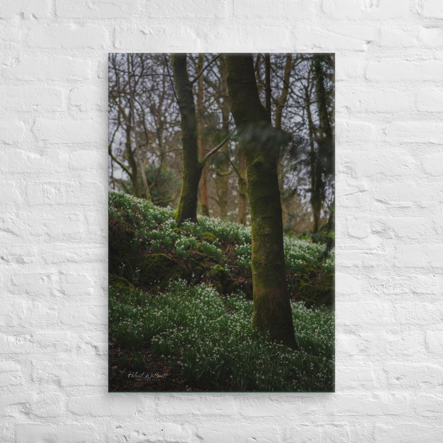 Snowdrops in forest at Finlaystone Estate wall art Canvas Print