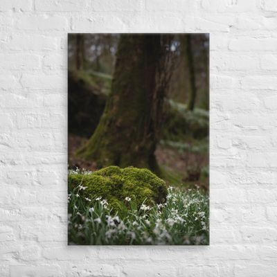 Snowdrops, moss and tree wall art Canvas Print