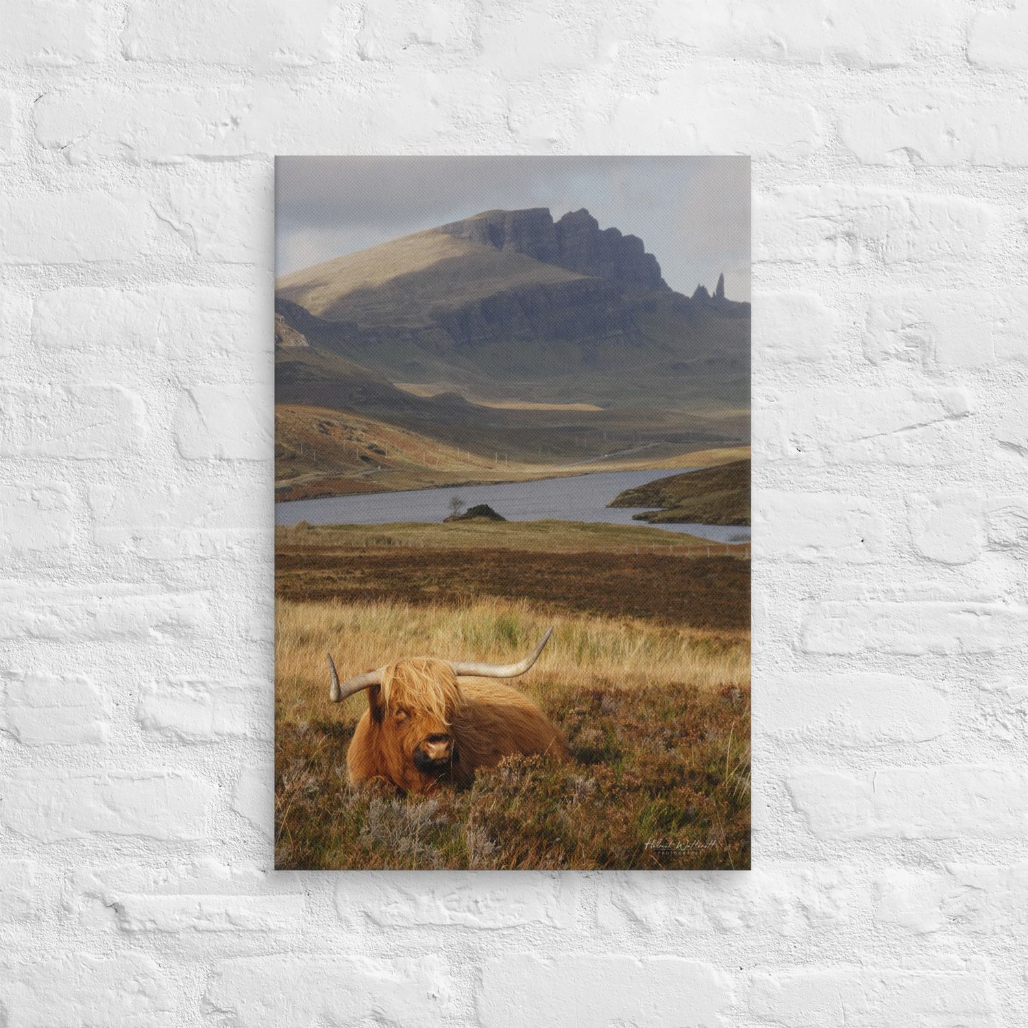 Highland Cow in Heather with the old man of Storr on Skye wall art Canvas Print
