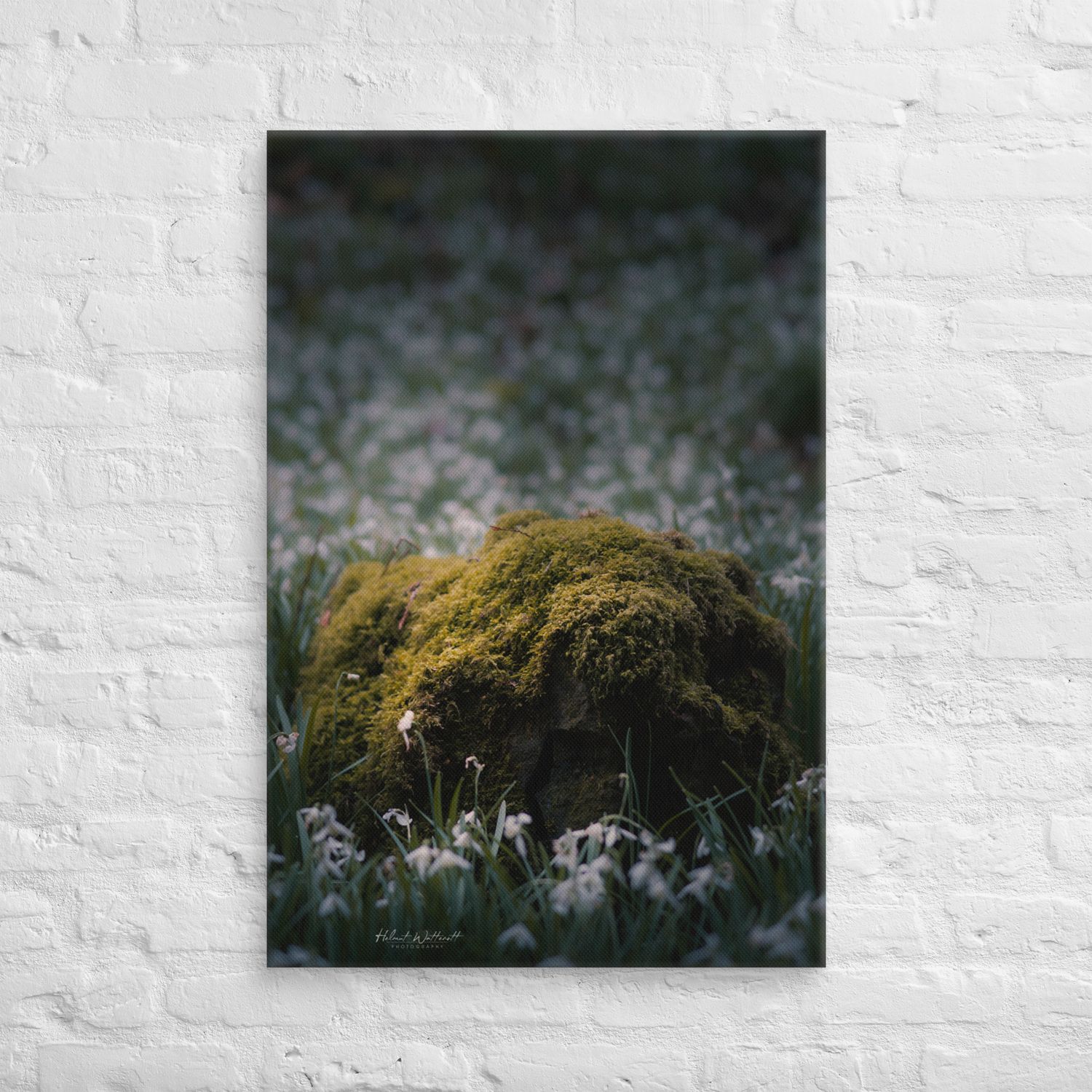 Snowdrops and moss covered rock Scotland, wall art Canvas Print