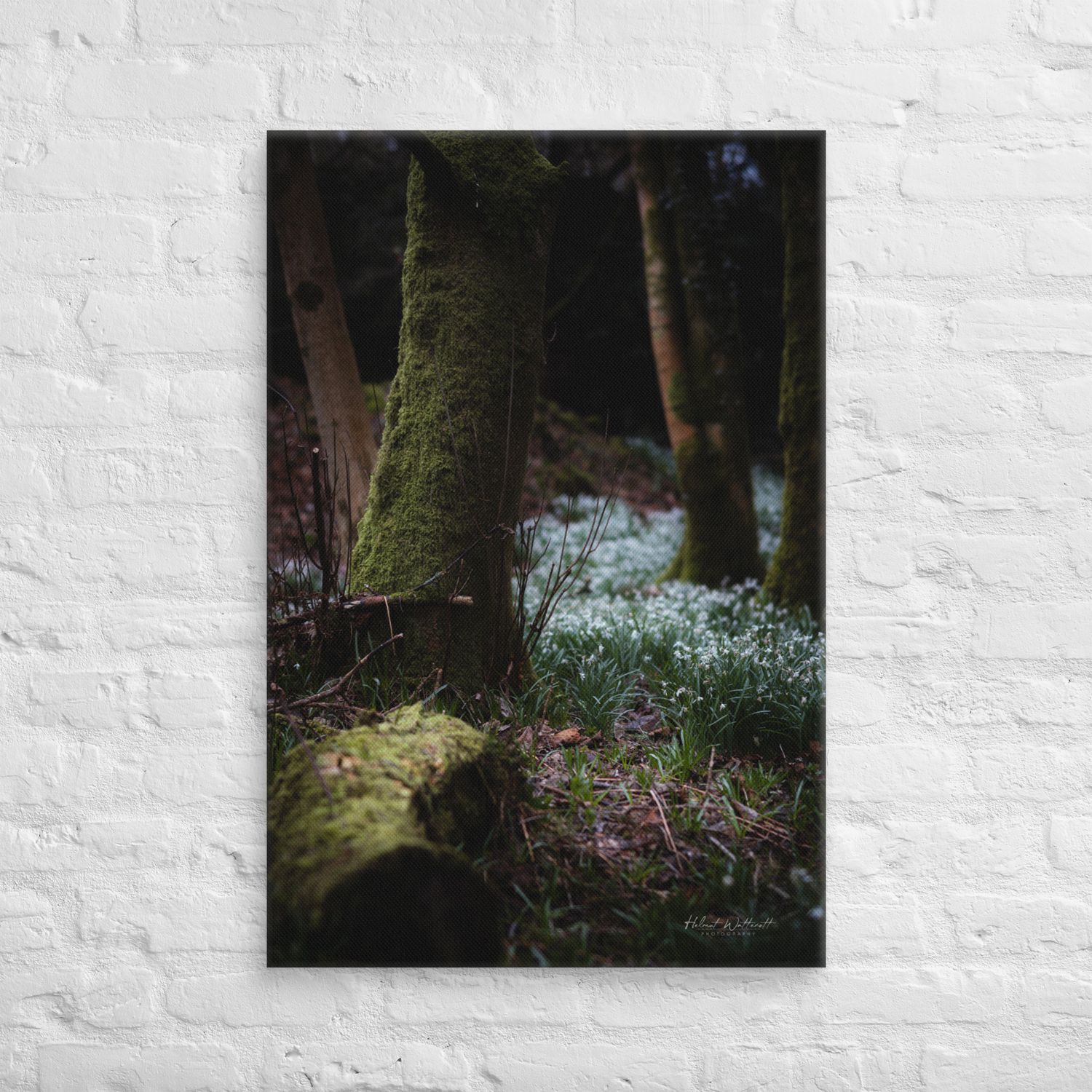 Snowdrops in the forest at Finlaystone wall art Canvas Print Portrait